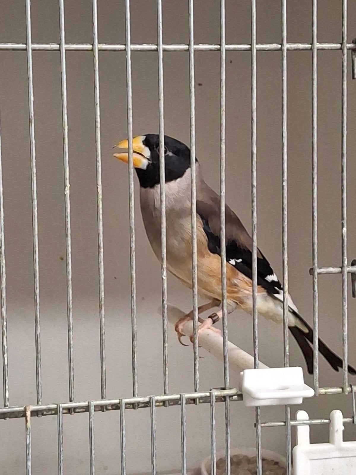 Chinese appelvink, Dieren en Toebehoren, Vogels | Overige Vogels, Mannelijk, Tropenvogel, Geringd