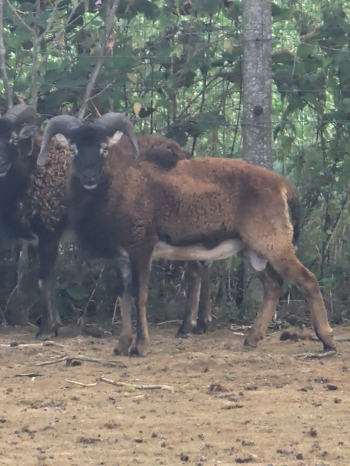 soay schapen te koop. de 2 lammetjes zijn GERESERVEERD, Dieren en Toebehoren, Meerdere dieren, Schaap, 0 tot 2 jaar
