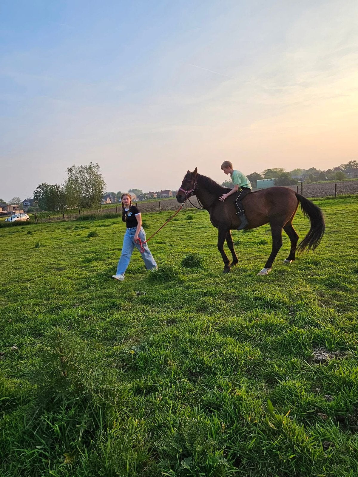 Paard, Gechipt, Ruin, Zadelmak, 11 jaar of ouder