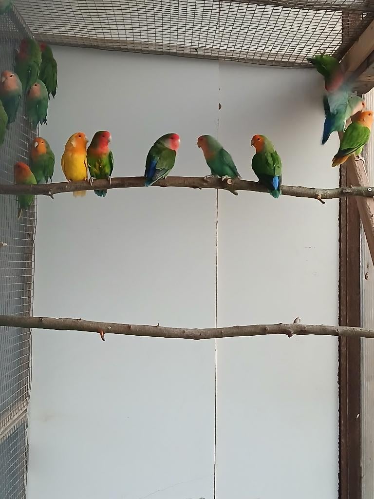 Jumbo/roseicollis-collies, Dieren en Toebehoren, Meerdere dieren, Dwergpapegaai of Agapornis