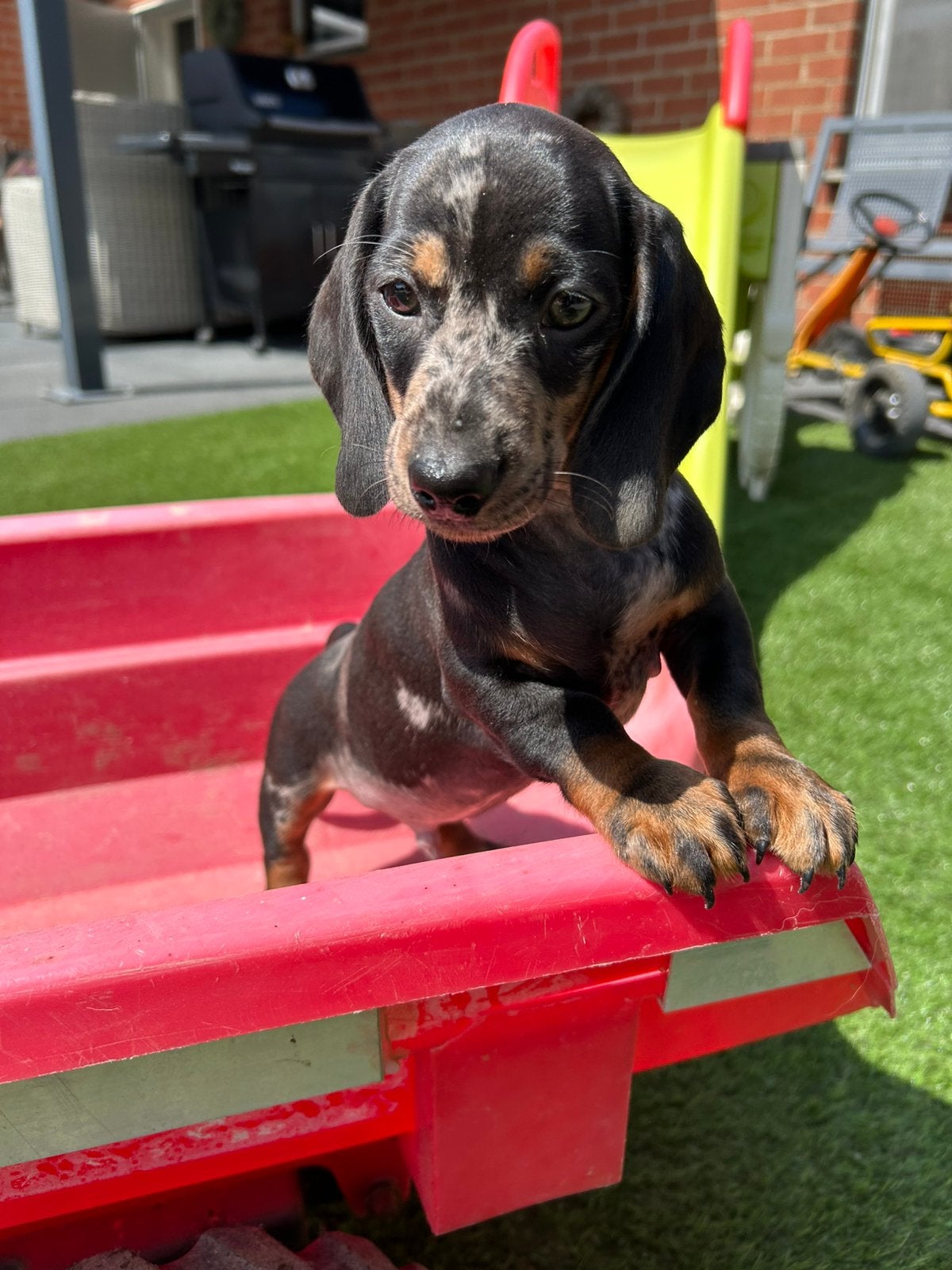 Kortharige teckel pups, Dieren en Toebehoren, Honden | Teckels en Dashonden, België, 8 tot 15 weken, Meerdere, Fokker | Professioneel