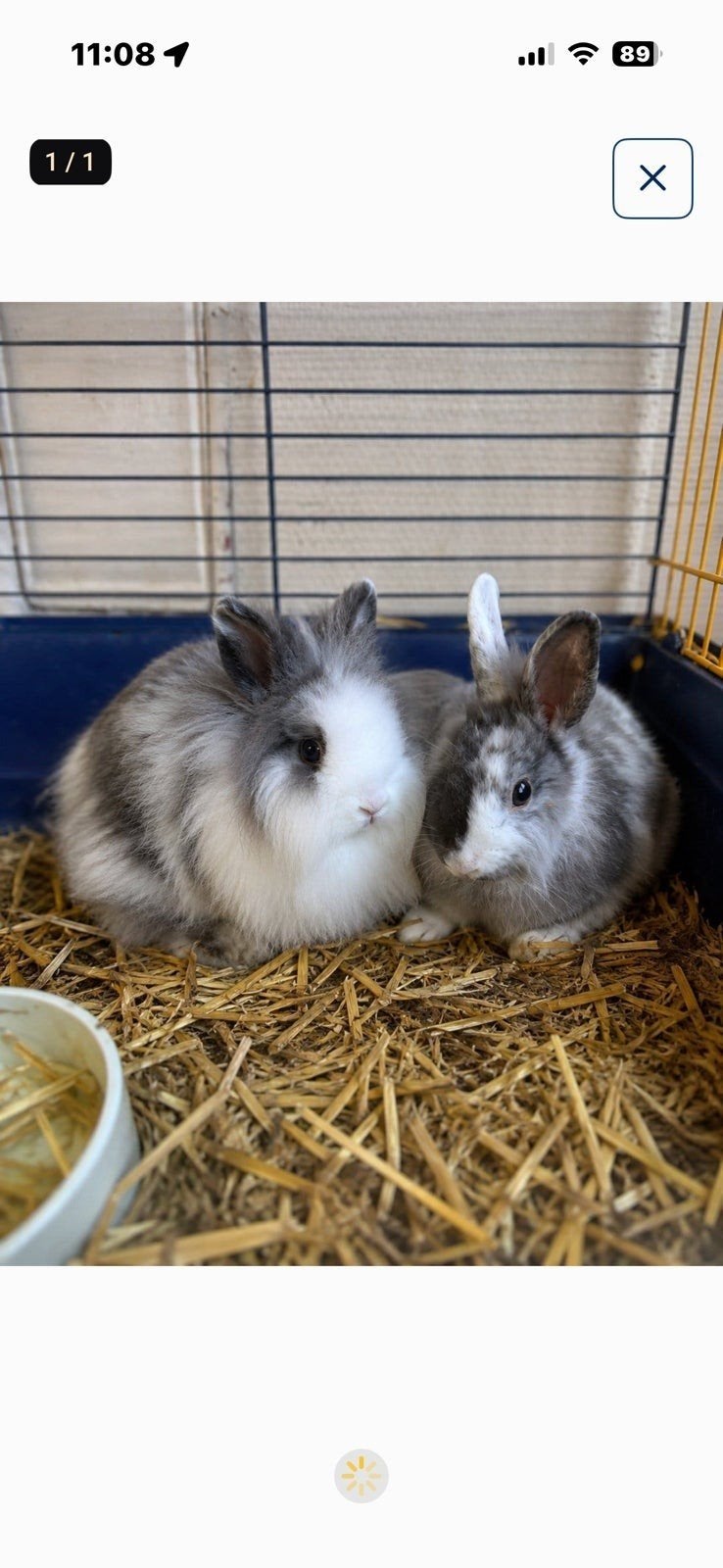 lieve konijntjes gratis, Animaux & Accessoires, Lapins