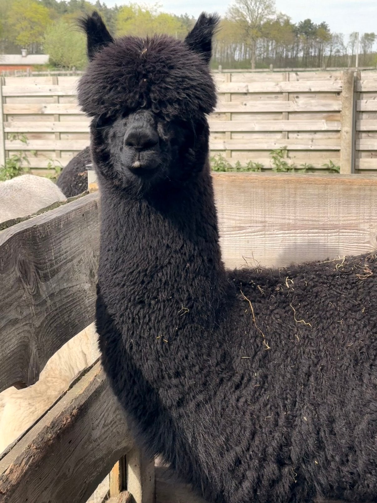 Alpaca merries en hengstjes, Animaux & Accessoires, Animaux Autre, Plusieurs animaux, Juin