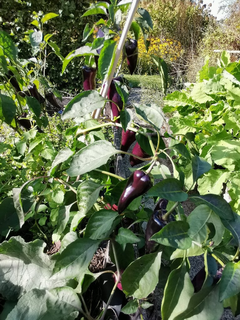 paprika zaden zwarte puntpaprika - 5 zaden, Tuin en Terras, Verzenden, Voorjaar, Zaad