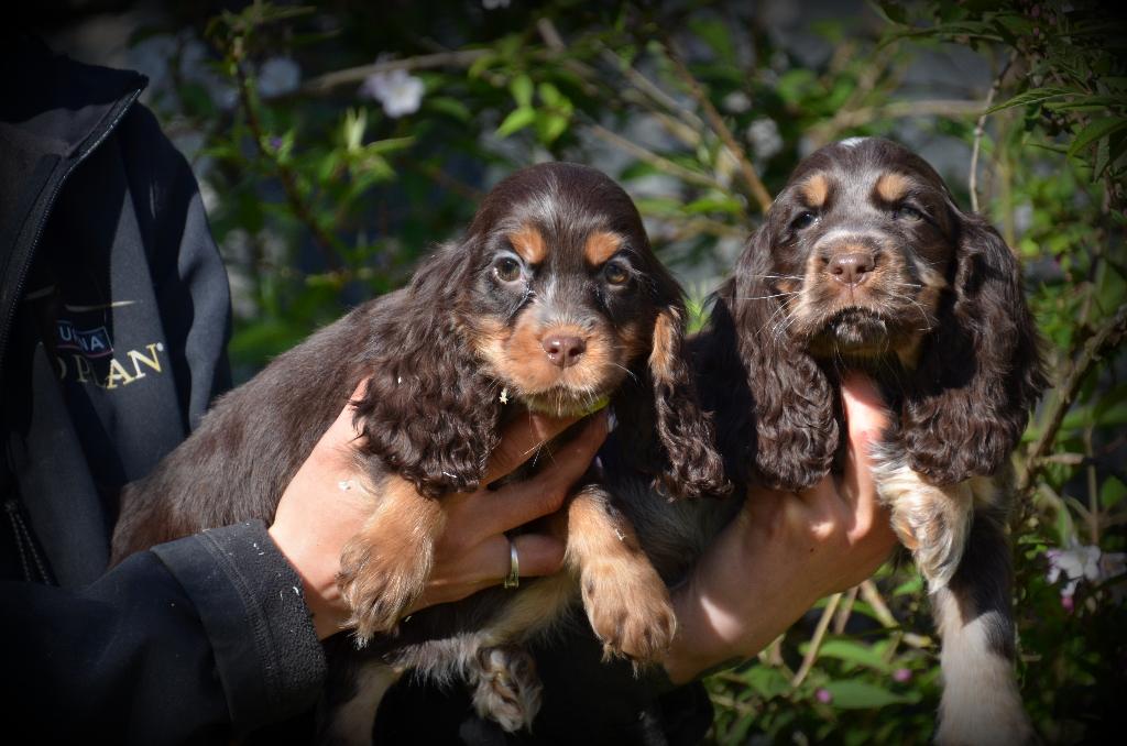 Engelse Cocker Spaniel pups, Dieren en Toebehoren, Parvo, België, Reu, 8 tot 15 weken