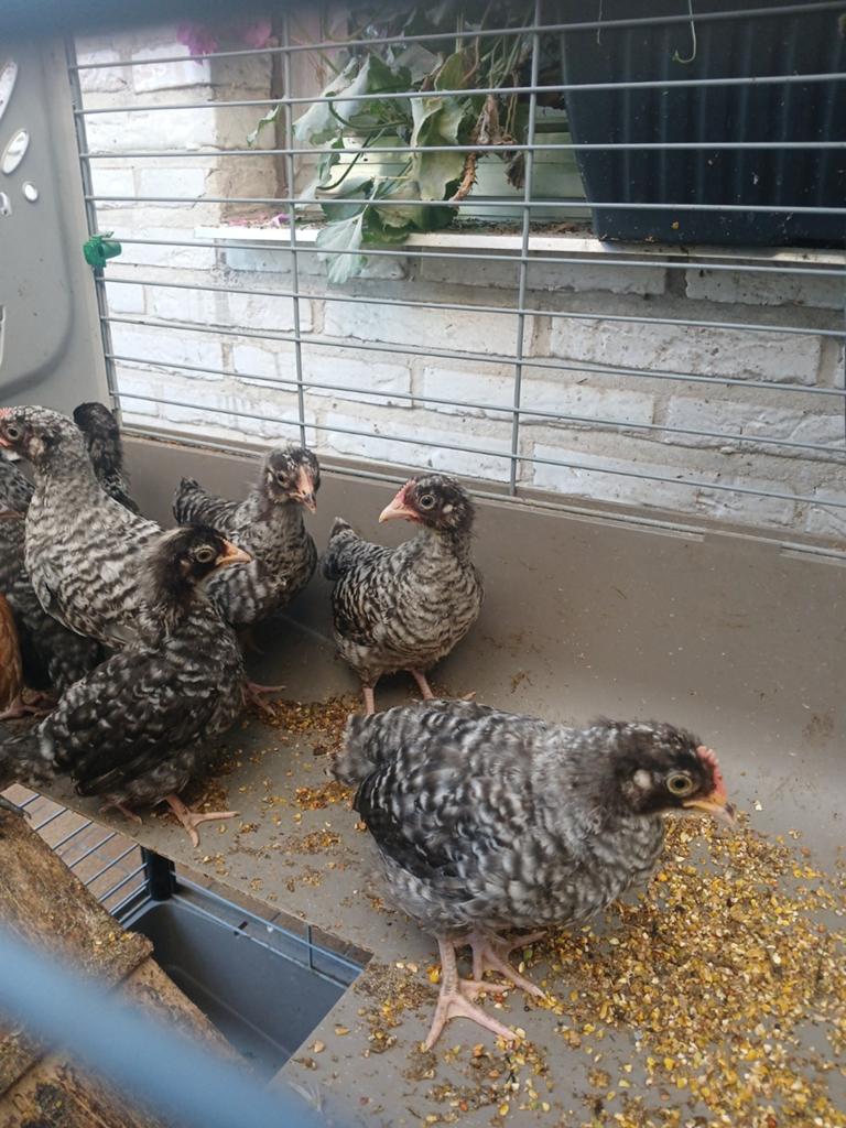 2 trois  Aarschotshoen kriel zilverhalzig