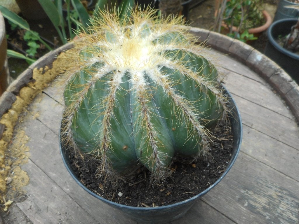 Planten, Overige soorten, Volle zon, Vaste plant, Ophalen of Verzenden