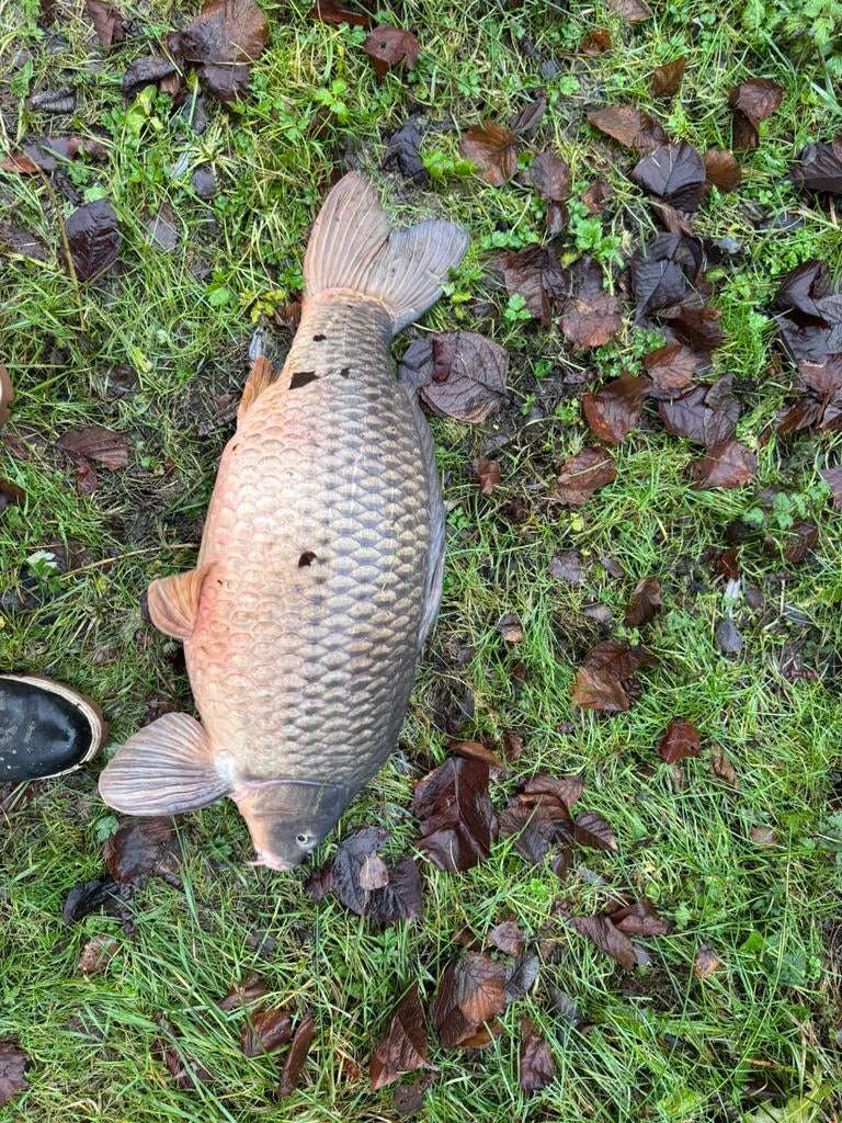 Karpers, Dieren en Toebehoren
