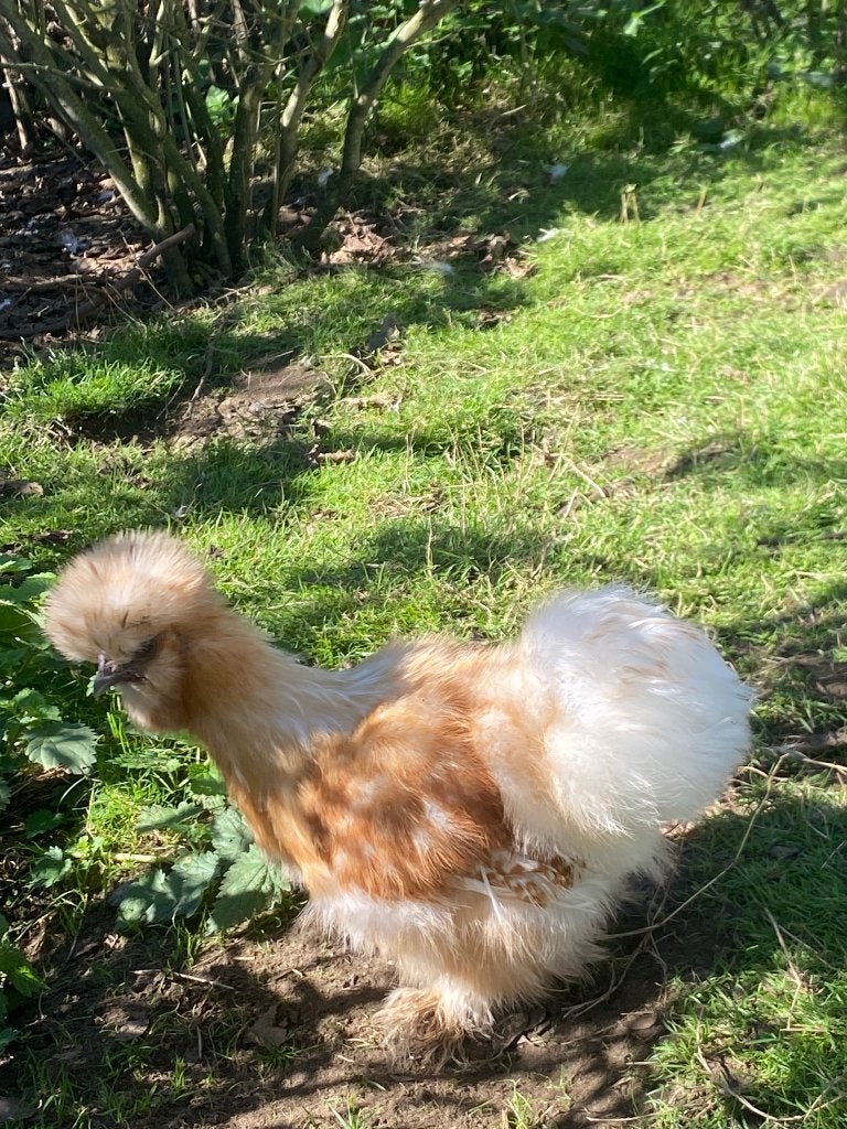Usa zijdehoen en baardkrielen, Dieren en Toebehoren, Vrouwelijk, Kip