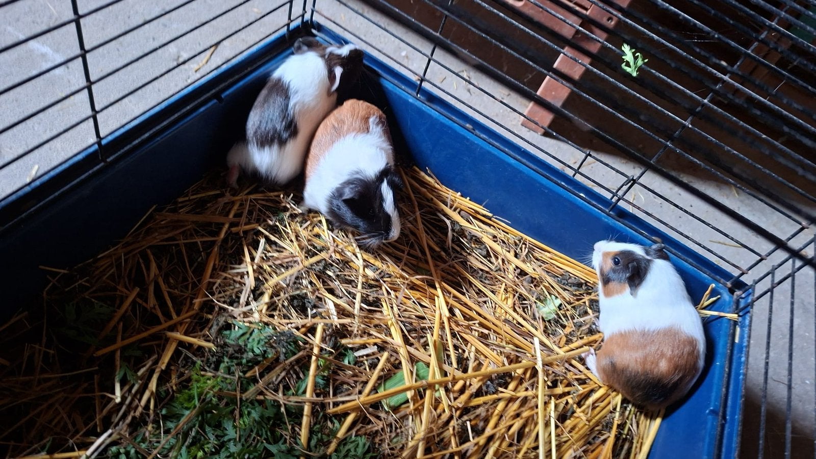 Jonge. vrouw. cavia , €12/stuk, Asse, 0486377350, eign kweek, Animaux & Accessoires, Rongeurs, Juillet, Femelle, Cobaye