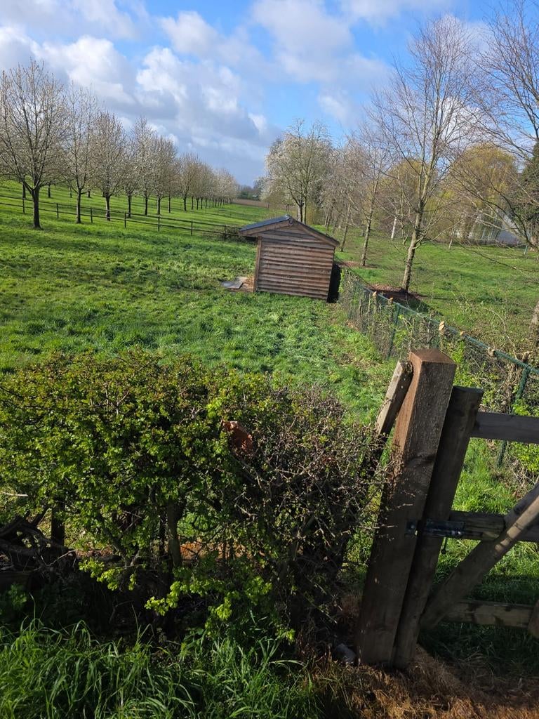 Paard zoekt maatje, Dieren en Toebehoren