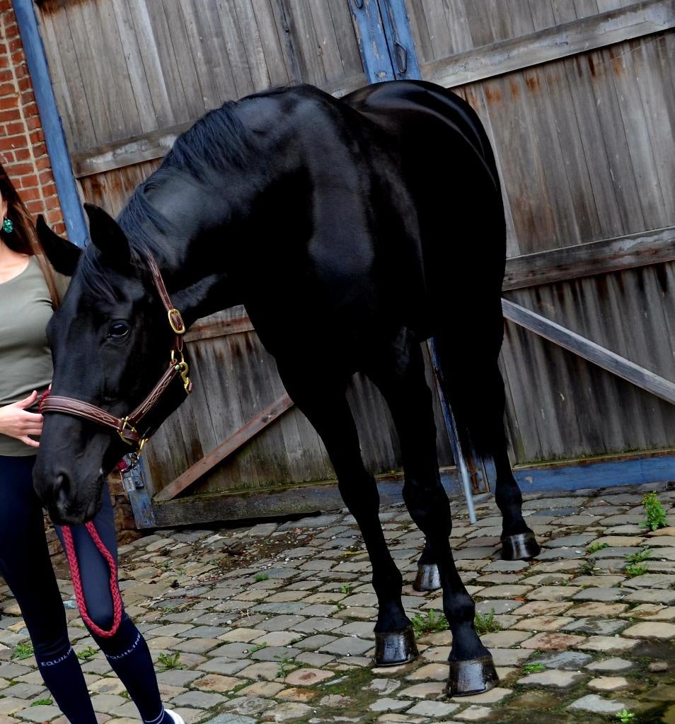 Fokmerrie (Fürstenball x Warkando Wonderboy), Dieren en Toebehoren, Merrie, Recreatiepaard