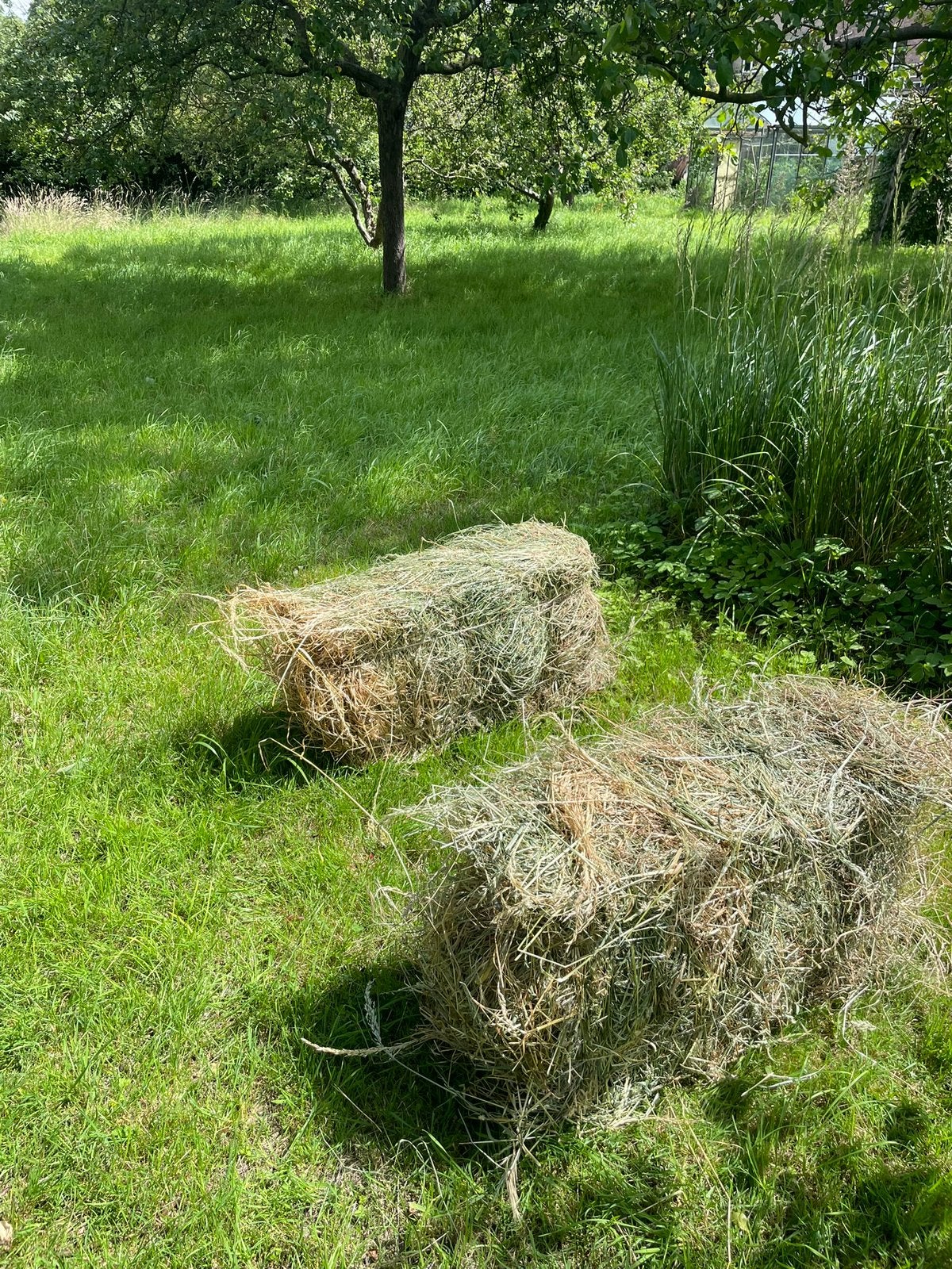 10 Baaltjes hooi 9 kg, 80x45x30 cm,  Eerste snee, Animaux & Accessoires, Chevaux
