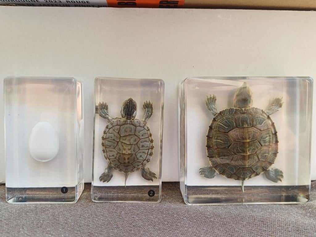 3 tortue en époxy, de l'œuf à la tortue - taxidermi, Enlèvement ou Envoi, Reptile ou Amphibien, Animal empaillé