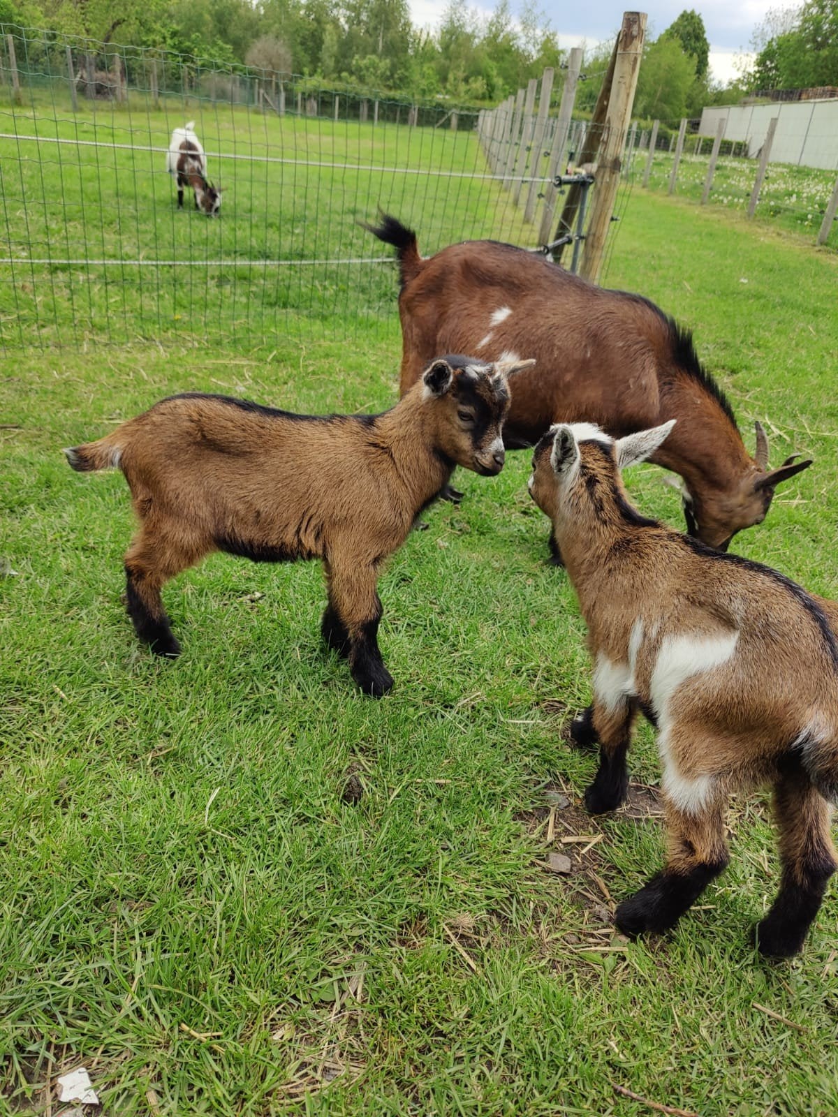 2 geitenboklammetjes te koop, Dieren en Toebehoren