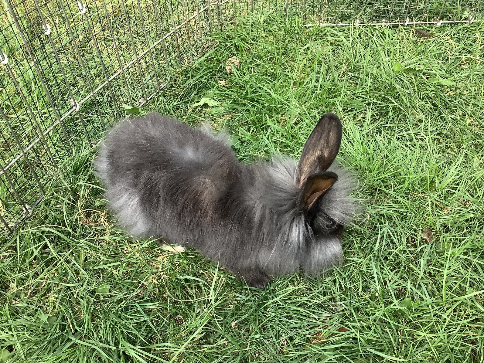 Leeuwenkop, Geslacht onbekend, Middelgroot, 0 tot 2 jaar