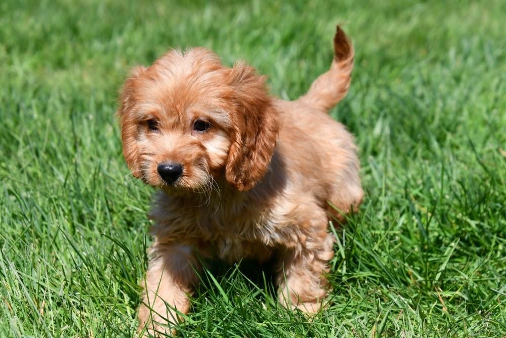 Cockapoo pups te koop, 15 weken tot 1 jaar, Buitenland, Parvo, Meerdere