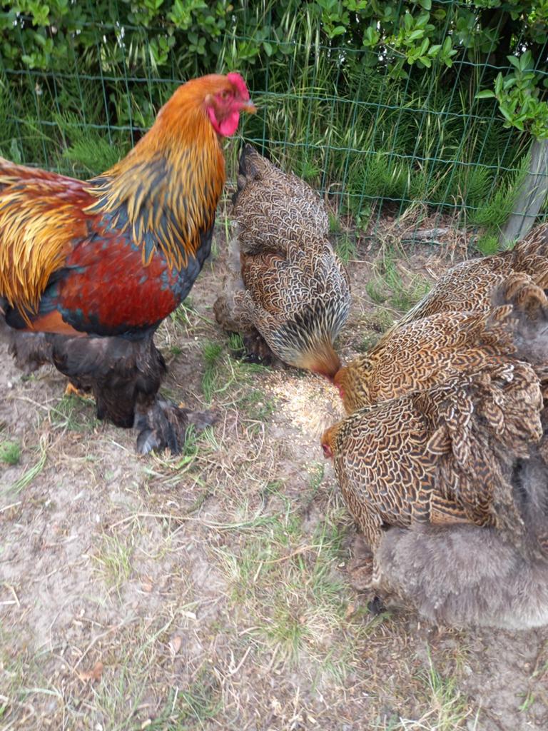 Broedeieren  brahma goudpatrijs, Dieren en Toebehoren, Ophalen of Verzenden, Nieuw, Overige typen