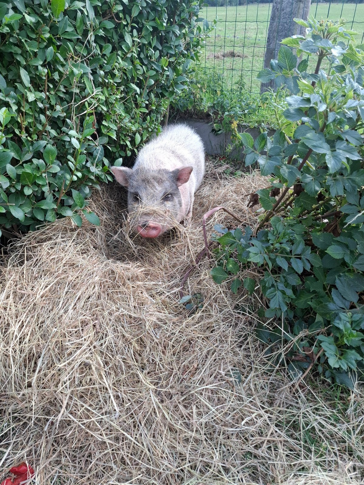 Varkentje, Vrouwelijk, Varken, 0 tot 2 jaar