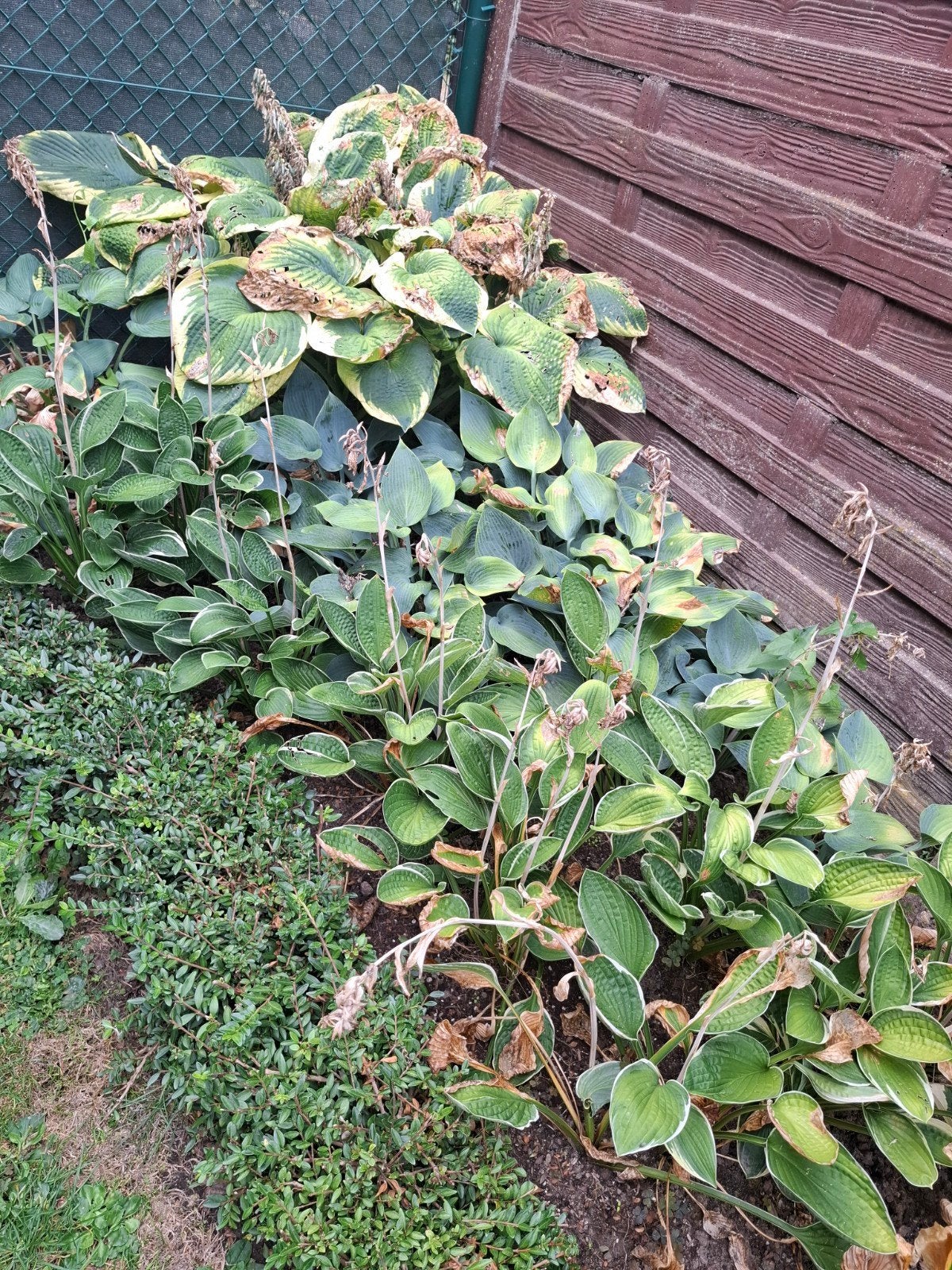 hosta s, Enlèvement