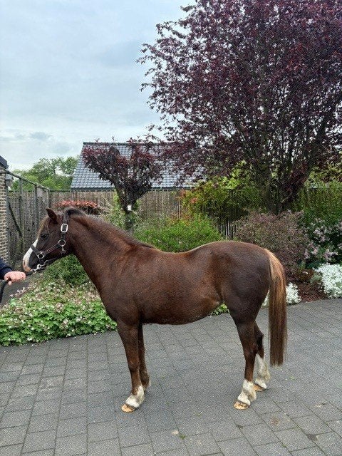B pony, Dieren en Toebehoren, Pony's, Merrie, B, Gechipt, B pony (1.17m tot 1.27m)