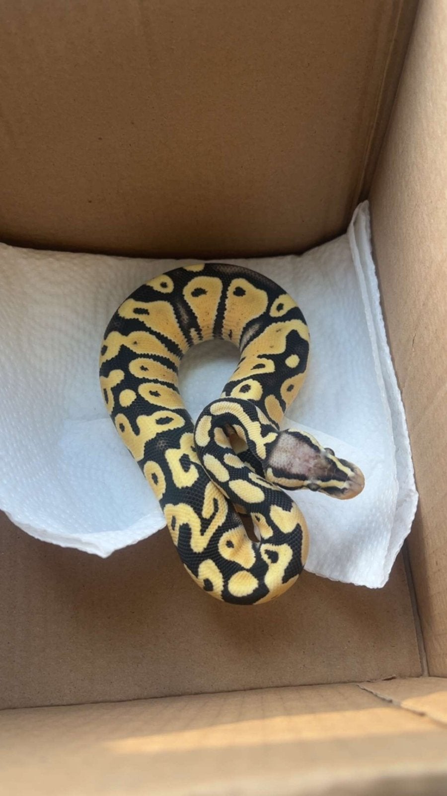 Python met terarium, Animaux & Accessoires