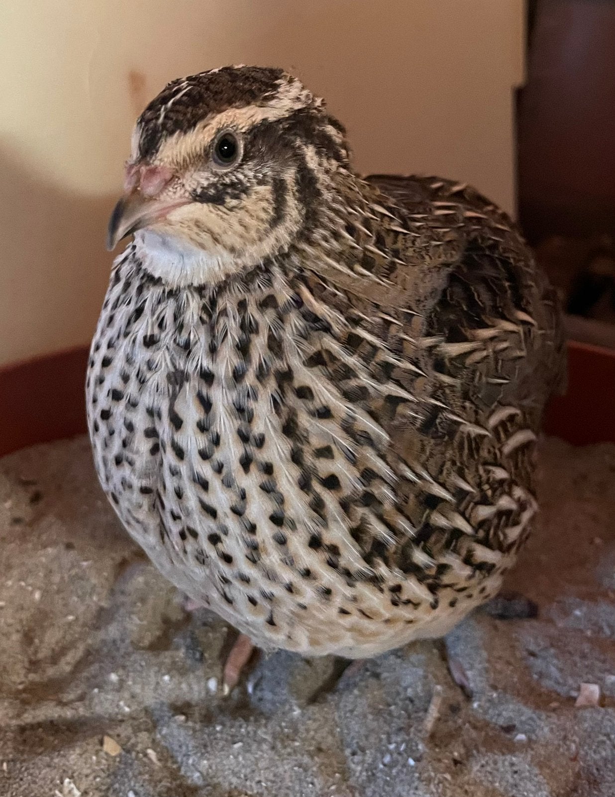 Japanse jumbo kwartels / celadon kwartels, Dieren en Toebehoren, Pluimvee, Meerdere dieren, Overige soorten