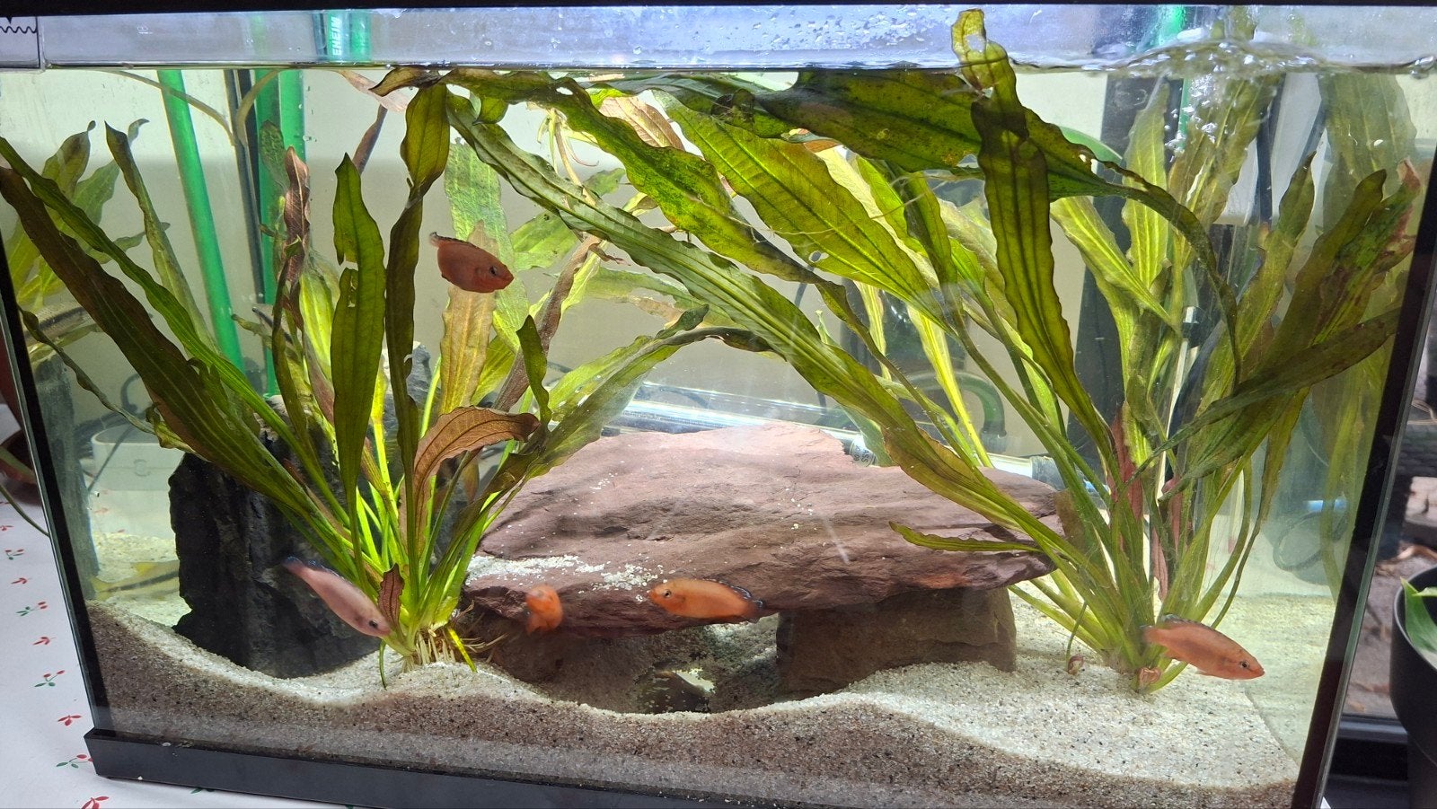 aquarium, Enlèvement, Pompe, Comme neuf, Aquarium d'eau douce rempli