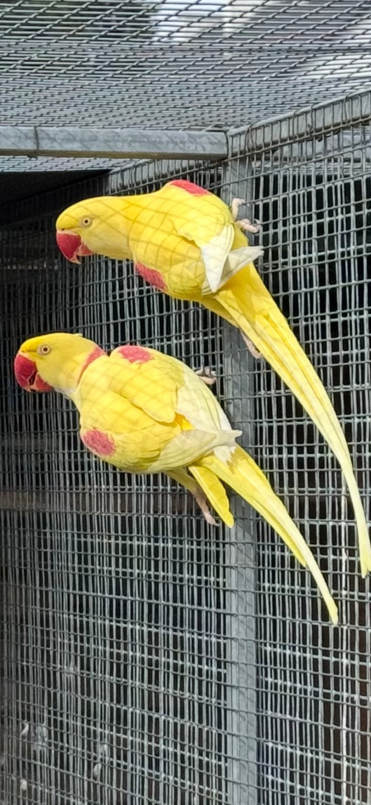 Alexanders, perruches Alexander, Animaux & Accessoires, Oiseaux | Perruches & Perroquets, Perruche, Plusieurs animaux, Bagué