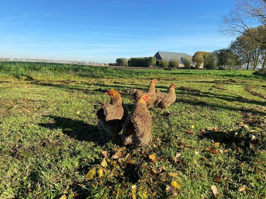 Jonge tamme Wyandotte kriel Goud patrijs gesekst en ingeënt, Dieren en Toebehoren, Pluimvee, Kip