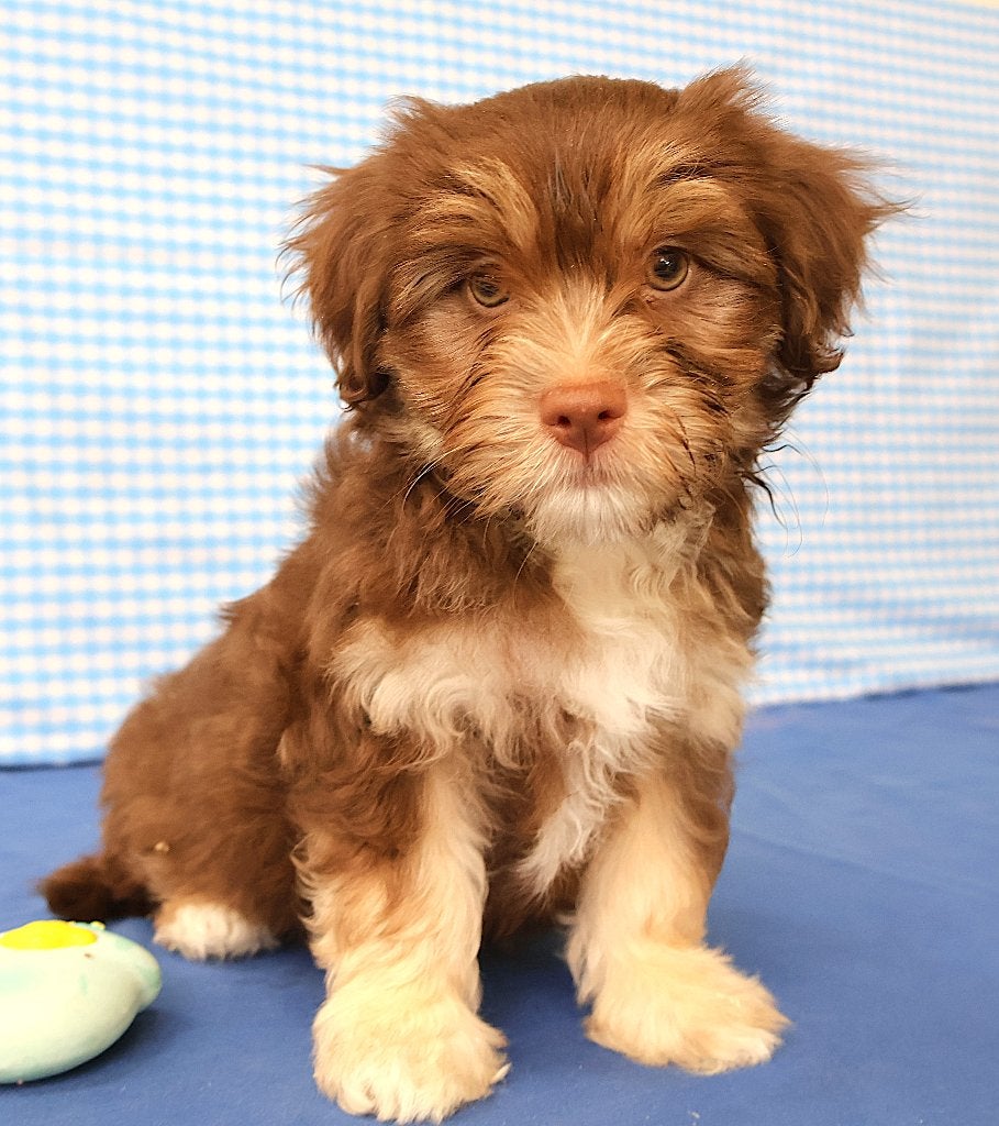 Supermooie Havanezer pups!, 15 weken tot 1 jaar, Buitenland, CDV (hondenziekte), Eén hond