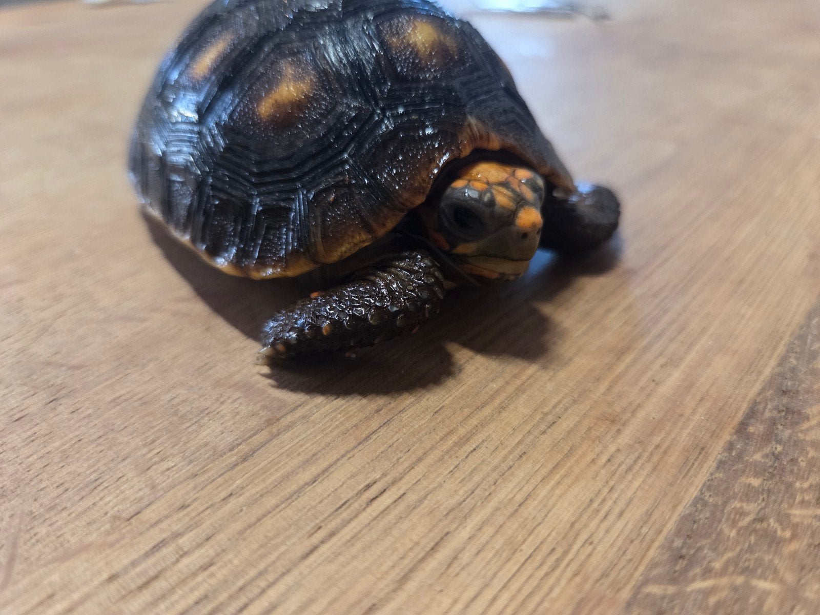 kolenbrander landschildpad, Dieren en Toebehoren, Reptielen en Amfibieën, Schildpad, 0 tot 2 jaar