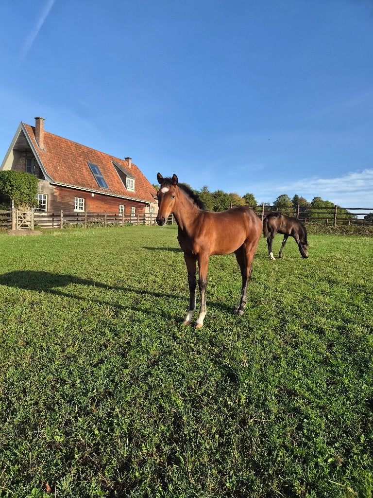 Pouliche à vendre (Colestus), Animaux & Accessoires, Chevaux, Jument, Ne s'applique pas, Cheval de saut, Avec pedigree