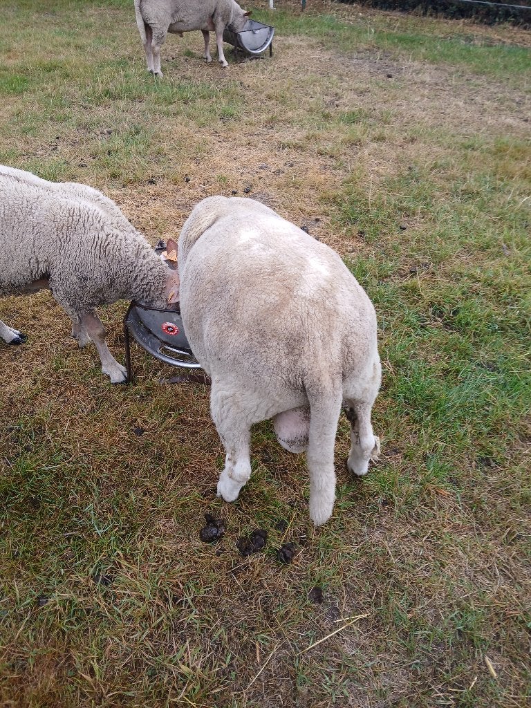 Ille de France dekram, Dieren en Toebehoren, Mannelijk, Schaap, 0 tot 2 jaar