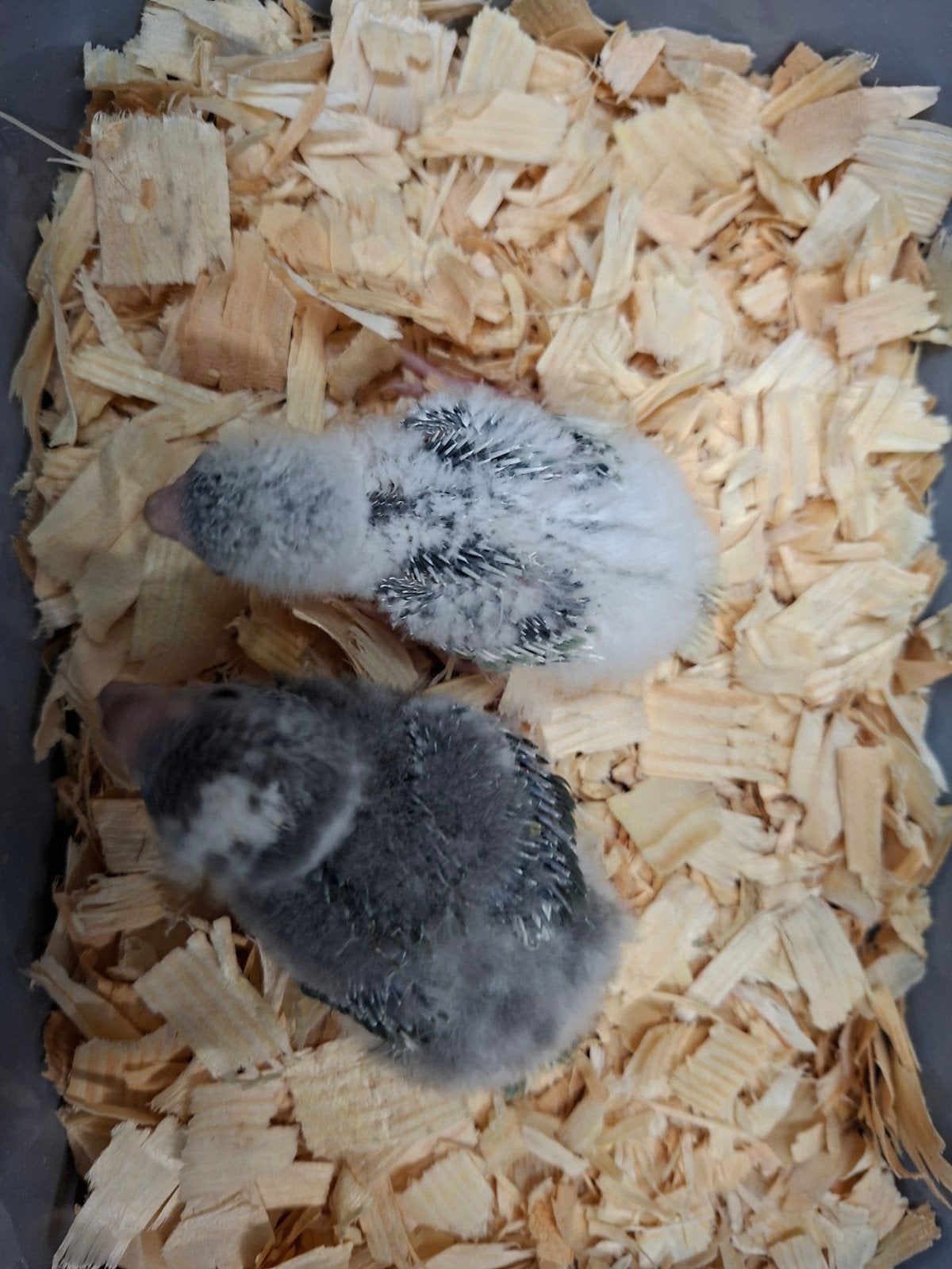 kakarikie, Plusieurs animaux, Perruche, Bagué