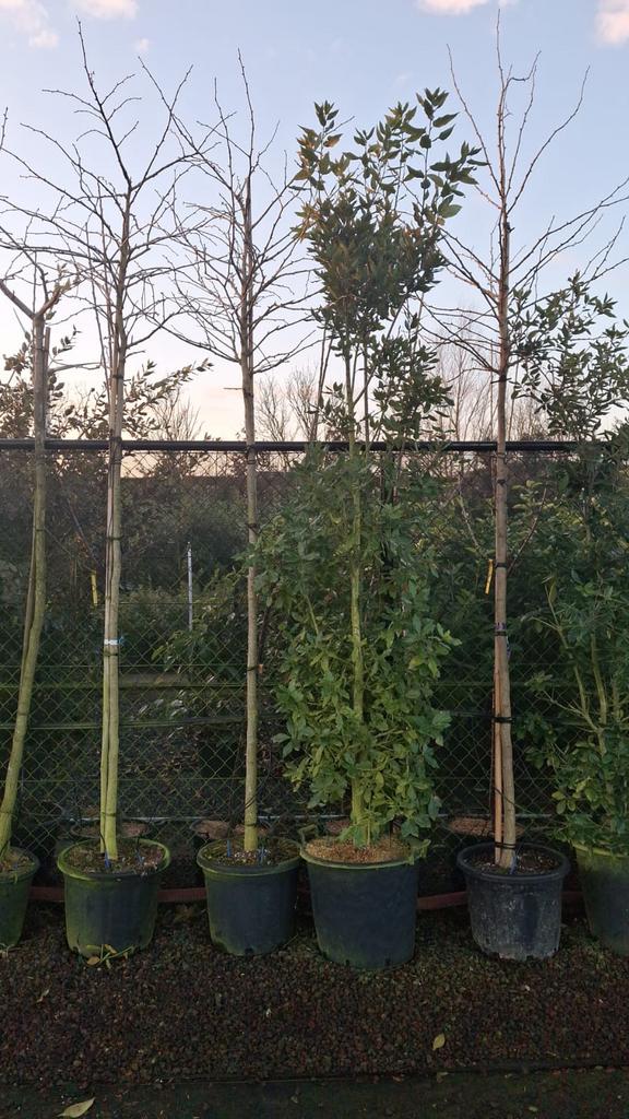 Ginkgo biloba 'Fastigiate Blagon', Solitaire Boom., Tuin en Terras, Planten | Bomen, Ophalen, Herfst, Overige soorten