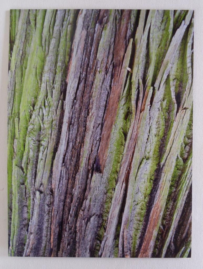 Foto NATURE op geborsteld aluminium, Antiek en Kunst, Kunst | Tekeningen en Fotografie, Ophalen of Verzenden