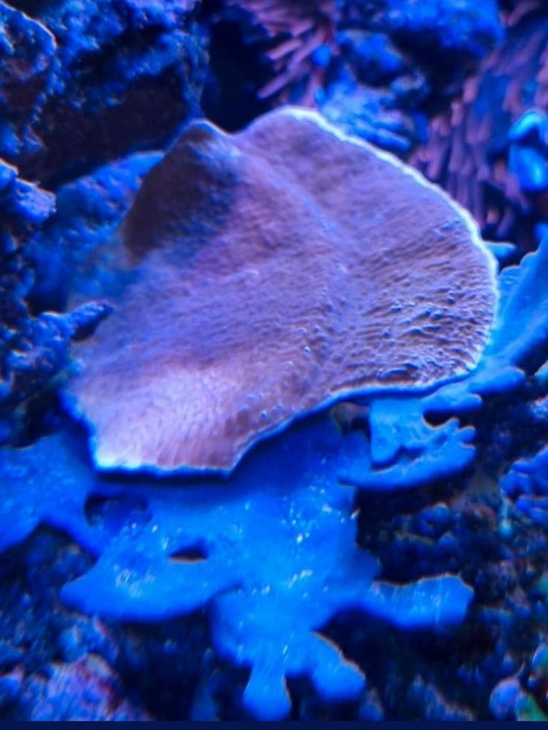 Montipora capricornis Et Montipora Hodgsoni