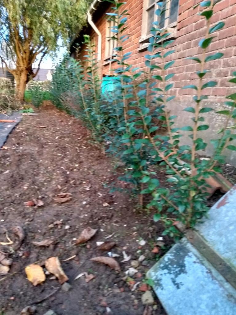 Ligustrum, Enlèvement, Comme neuf