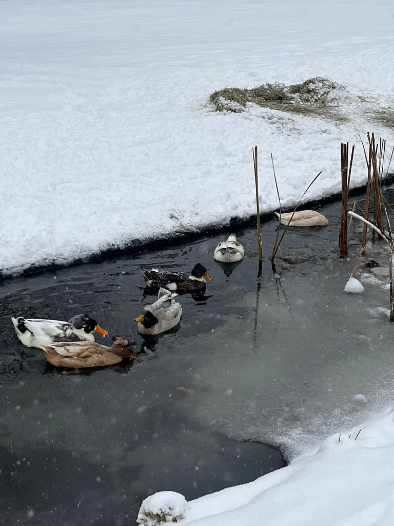 Oud hollandse kuifeenden, Eend