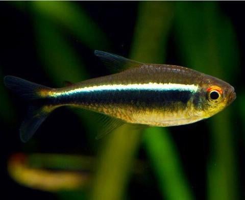 Tetra en barbeel, Dieren en Toebehoren, Vis, Zoetwatervis, Schoolvis
