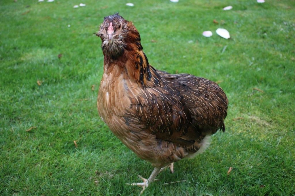 Araucana kippen jonge hennen beschikbaar., Femelle, Poule ou poulet