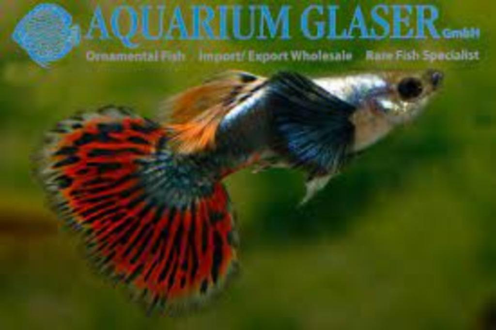 GUPPYS AUX FESSES STUPIDES, Poisson, Poisson d'eau douce, Banc de poissons