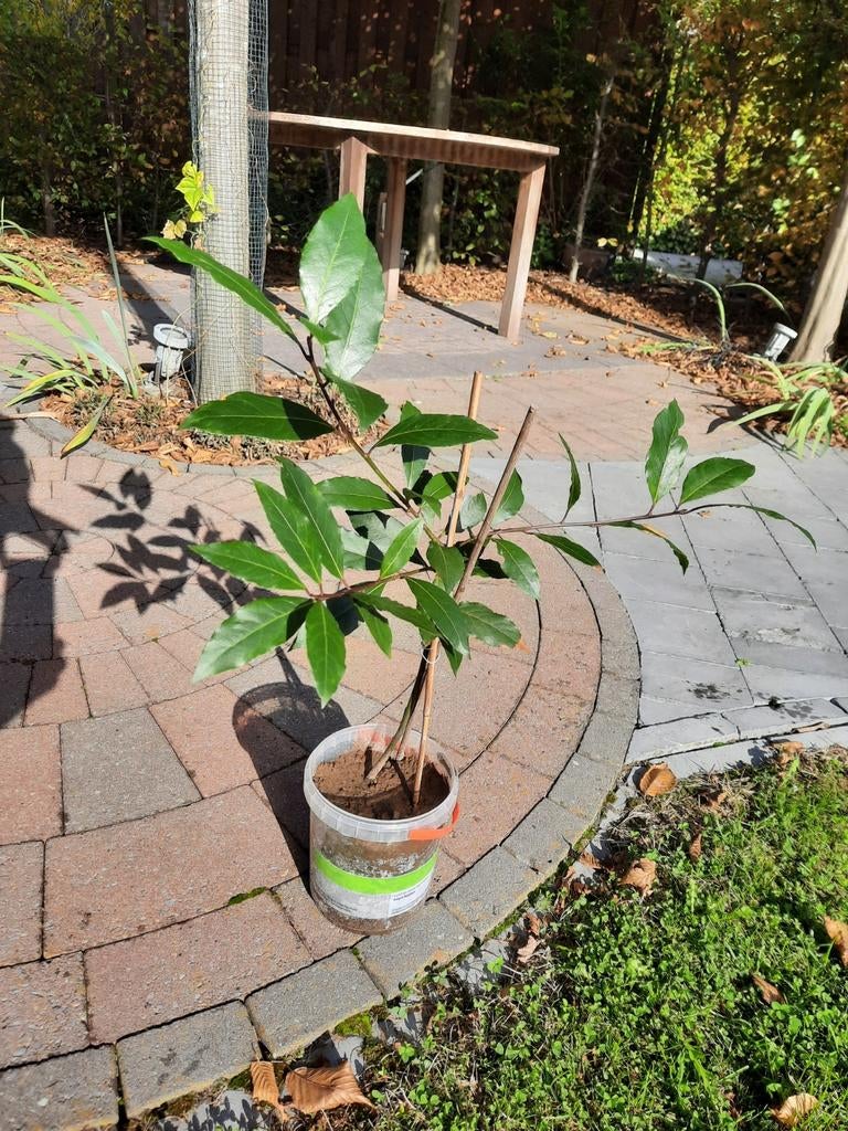 Laurier boompje of struikje Laurus Nobilis voor keuken, Enlèvement ou Envoi, Ombre partielle, Arbre en colonnes, Moins de 100 cm