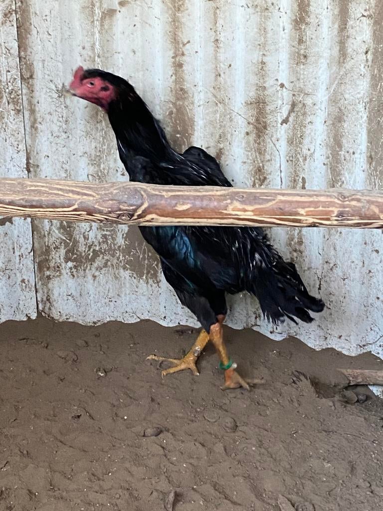 Mooie Shamo haan, Dieren en Toebehoren
