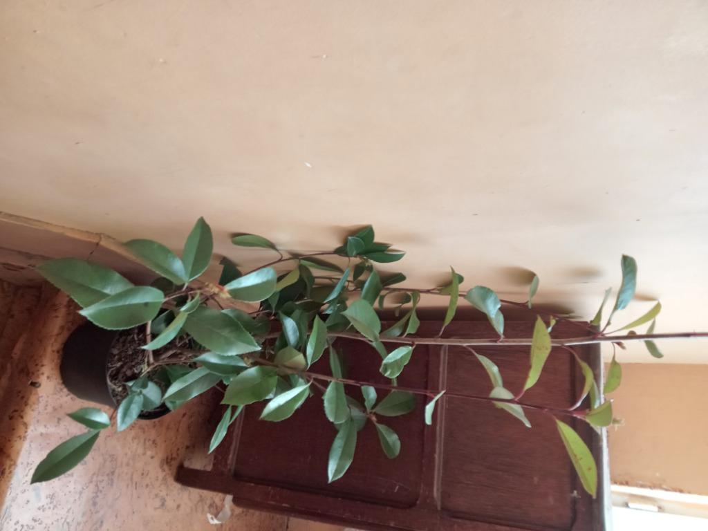 Photinia, Ophalen