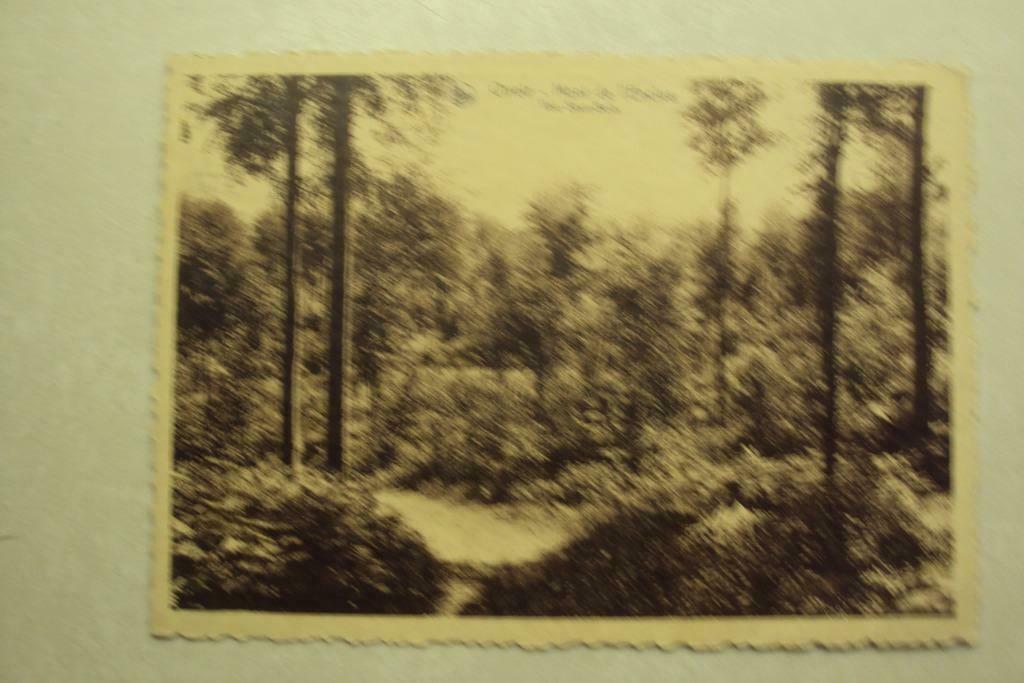 45698 - ORROIR - MONT DE L'ENCLUS - VUE SOUS-BOIS, Envoi