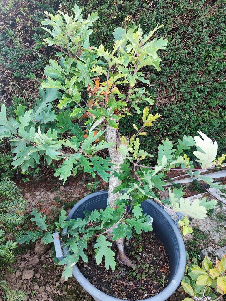 bonsai startplant eik, Tuin en Terras, Ophalen, In pot