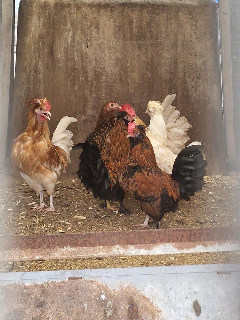 Verschillende soorten hanen, Dieren en Toebehoren, Pluimvee, Mannelijk, Kip
