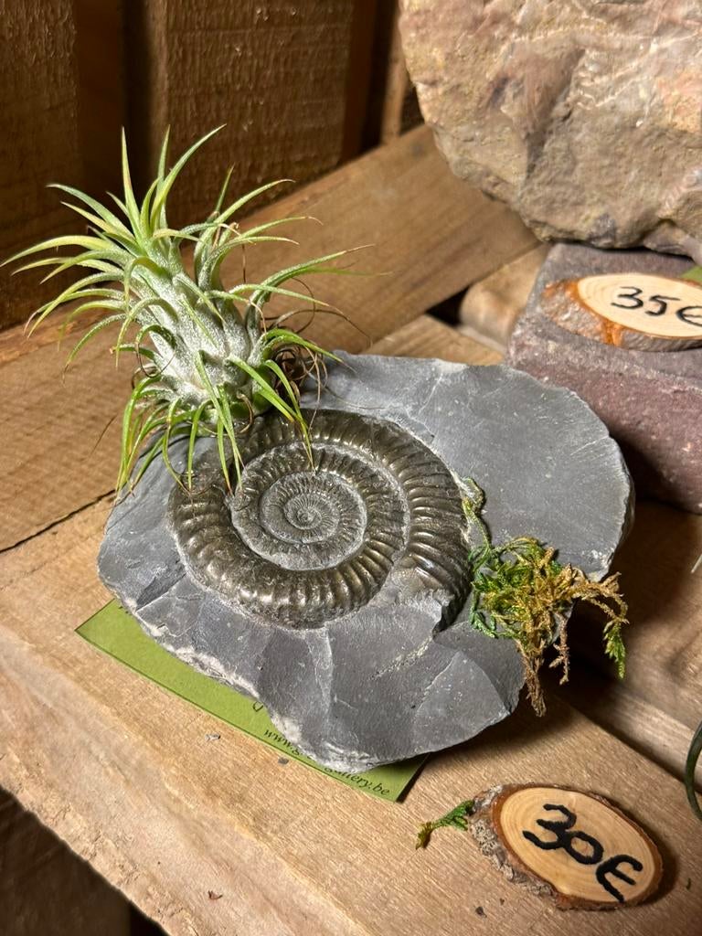 Tillandsia sur un fossile d'ammonite : des créations uniques, Enlèvement ou Envoi